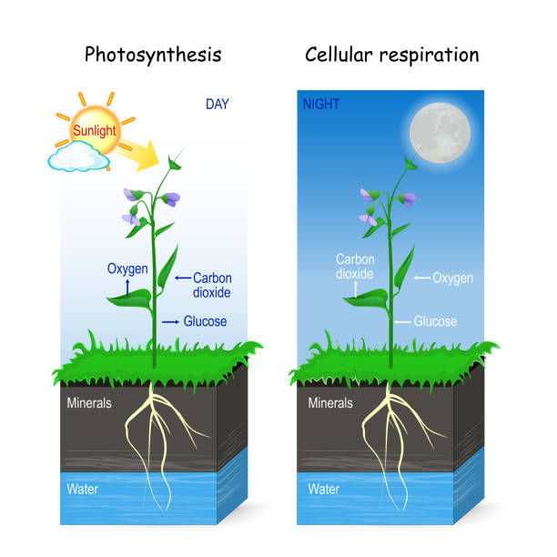 Photosynthesis and cellular respiration. Photosynthesis and cellular respiration. day and night. Two posters for education, science, and biology use. vector illustration photosynthesis diagram stock illustrations