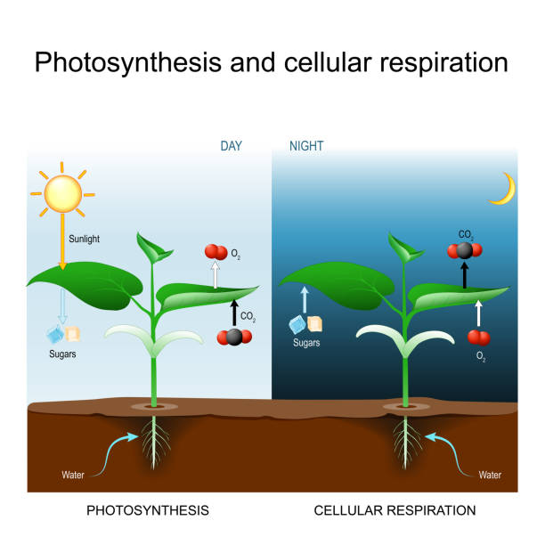 Photosynthesis and cellular respiration Photosynthesis and cellular respiration. comparison day and night with plant. explanation of Biological process. Poster for education, science, and biology use. vector illustration. photosynthesis diagram stock illustrations