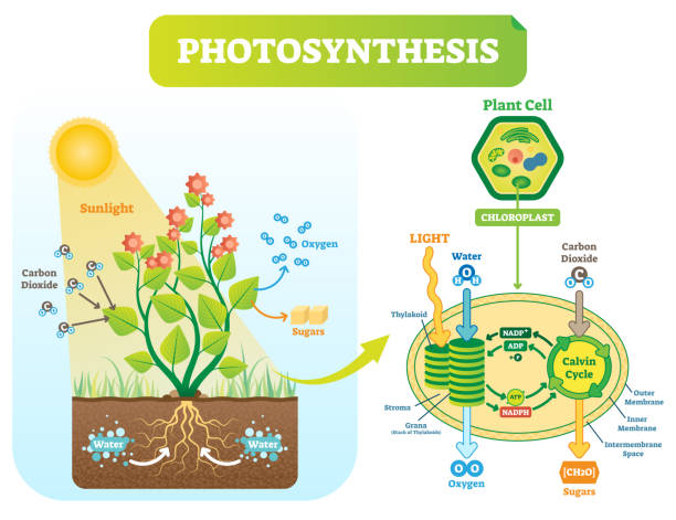 Photosynthesis biological vector illustration diagram with plan cell scheme. Photosynthesis biological vector illustration diagram with plan cell chloroplast kelvin cycle scheme. Conversion of light, water, carbon dioxide, oxygen and sugars. photosynthesis diagram stock illustrations