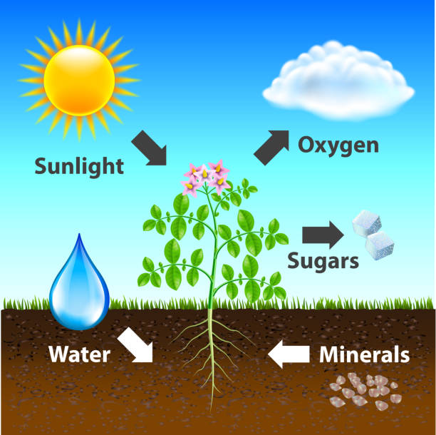 Photosynthesis diagram vector background Photosynthesis diagram vector background photo realistic illustration photosynthesis diagram stock illustrations