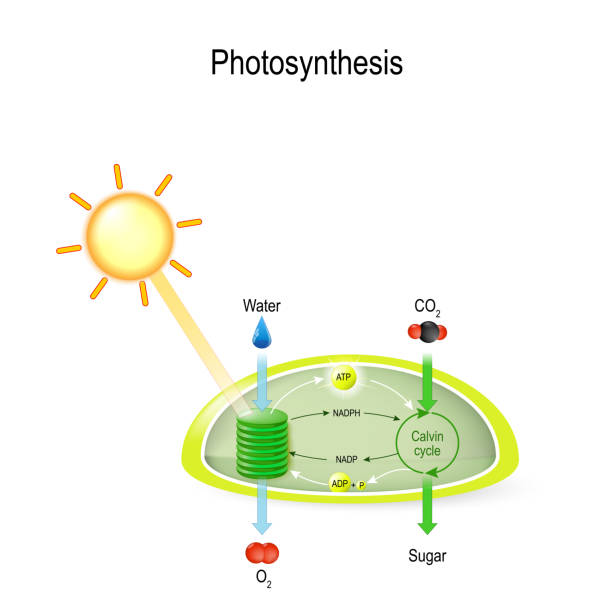 photosynthesis in a chloroplast photosynthesis in a chloroplast. Calvin cycle makes sugar from carbon dioxide. In the process of photosynthesis, plant water absorbing, light from the sun, and carbon dioxide from the atmosphere and converting it to sugars and oxygen photosynthesis diagram stock illustrations