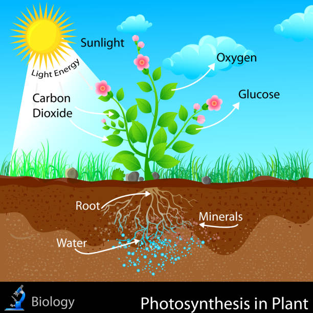 Photosynthesis in Plant easy to edit vector illustration of photosynthesis in plant photosynthesis diagram stock illustrations
