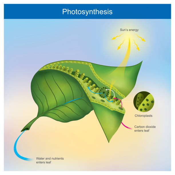 Photosynthesis is a process by plants and other organisms use to convert light energy into chemical energy.  photosynthesis diagram stock illustrations