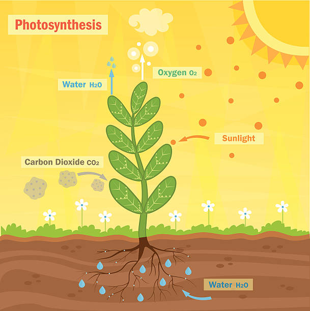 Photosynthesis Colorful illustration of the photosynthesis process. Eps10 photosynthesis diagram stock illustrations