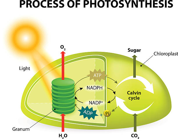 photosynthesis photosynthesis. Diagram of the process of photosynthesis, showing the light reactions and the Calvin cycle. photosynthesis by absorbing water, light from the sun, and carbon dioxide from the atmosphere and converting it to sugars and oxygen. Light reactions occur in the thylakoid. Calvin Cycle occurs in the stoma. photosynthesis diagram stock illustrations