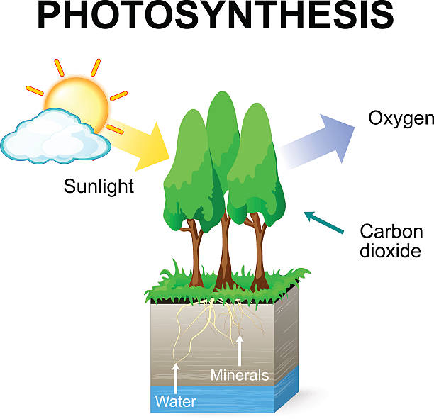 photosynthesis Photosynthesis. Vector. Schematic of photosynthesis in plants. photosynthesis diagram stock illustrations