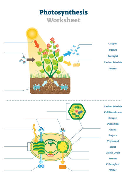 Photosynthesis worksheet vector illustration. Blank oxygen process template Photosynthesis worksheet vector illustration. Educational blank oxygen produce process scheme template. Sunlight and carbon dioxide ecosystem printable test material diagram for biology school teacher photosynthesis diagram stock illustrations