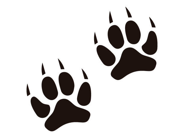 Picture of an Animal Footprint Vector illustration of an Animal Footprint lion feline stock illustrations