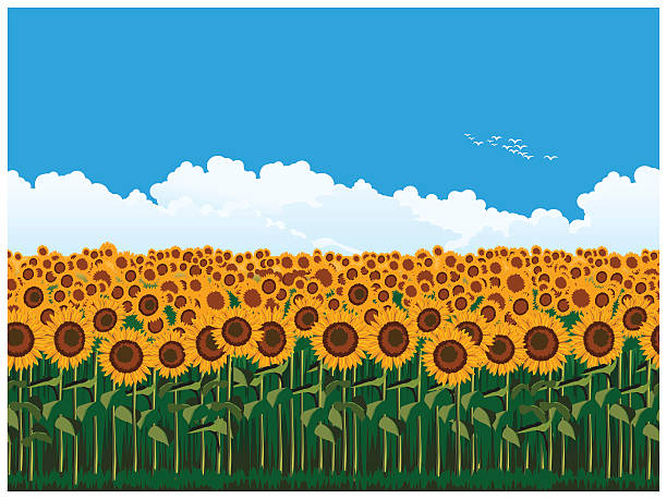 Best Sunflower Field Illustrations, Royalty-Free Vector ...