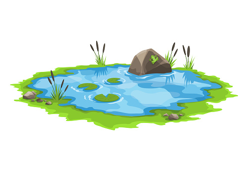 Picturesque water pond with reeds and stones around. The concept of an open small swamp lake in a natural landscape style. Graphic design for spring season