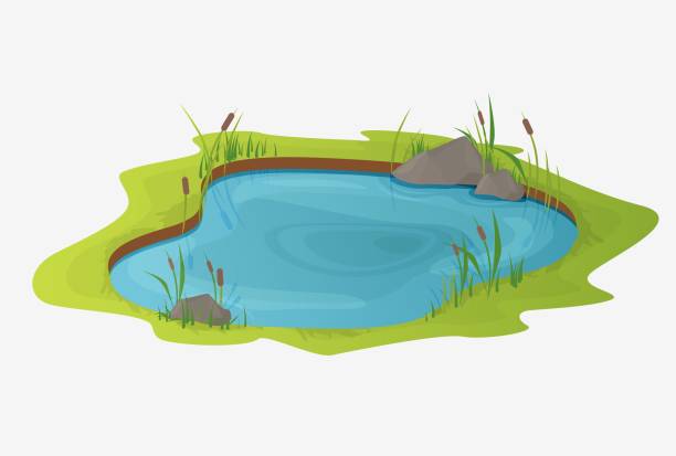 ilustraciones, imágenes clip art, dibujos animados e iconos de stock de pintoresco estanque de agua con cañas. el concepto de un pequeño pantano abierto - lago