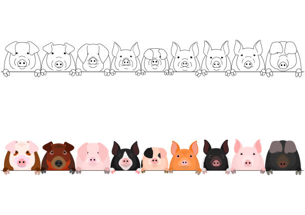 pig head border set pig head border set pig borders stock illustrations
