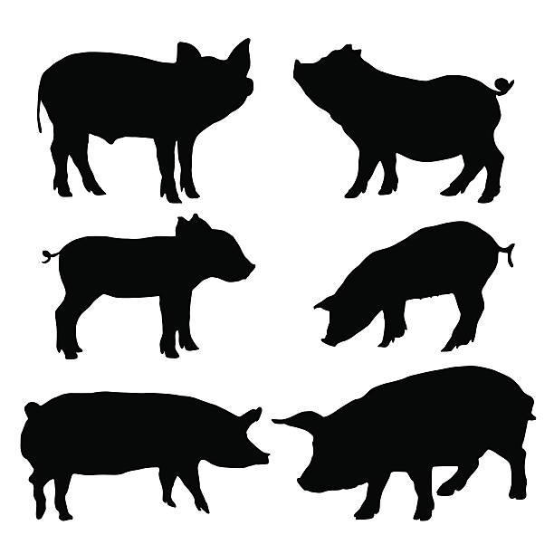 Pig silhouettes set. Vector illustration Detailed pig silhouettes set. Isolated on white background. Vector illustration pig icons stock illustrations