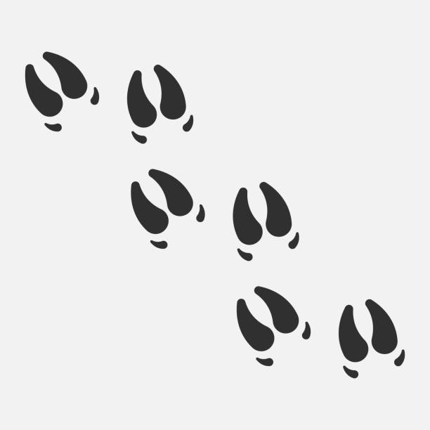 Pig step icon. Pig paw icon isolated on white background. Vector illustration. Pig step icon. Pig paw icon isolated on white background. Vector illustration. Eps 10. horse hoof prints stock illustrations