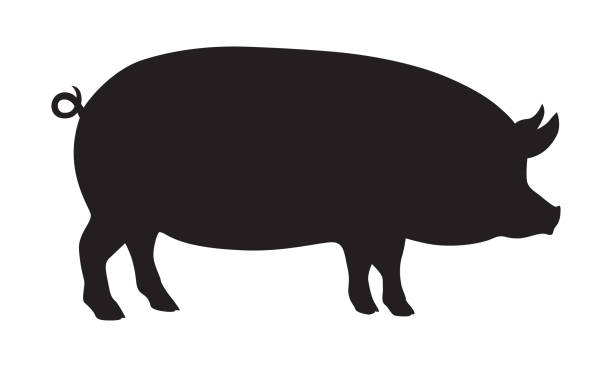 Pig Pig graphic icon. Drawn pig sign isolated on white background. Livestock symbol. Vector illustration domestic pig stock illustrations