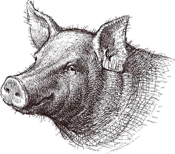 Pig The vector drawing of a head of a pig. pig drawings stock illustrations