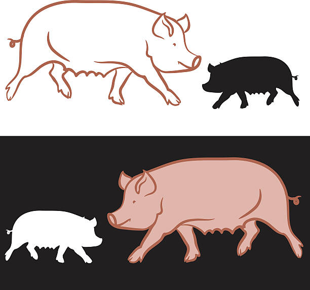 Pig Pig pig drawings stock illustrations
