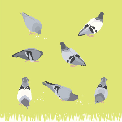 Pigeon Bird -Design Elements