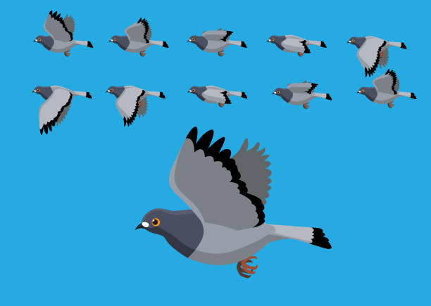 stockillustraties, clipart, cartoons en iconen met pigeon flying motion animatie sequence cartoon vector illustratie - duif