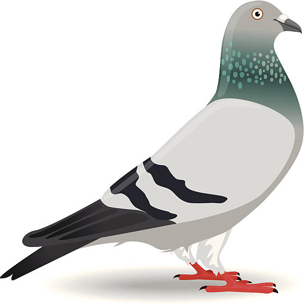 stockillustraties, clipart, cartoons en iconen met pigeon or dove - duif
