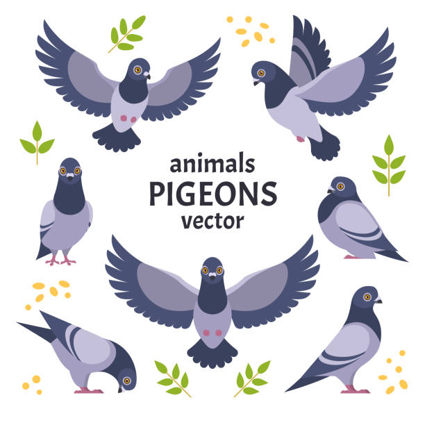 Pigeons collection. Vector illustration of grey cartoon pigeon in different poses. Isolated on white background. pigeon stock illustrations
