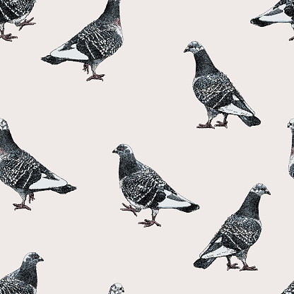 Pigeons Colour Repeat Pattern
