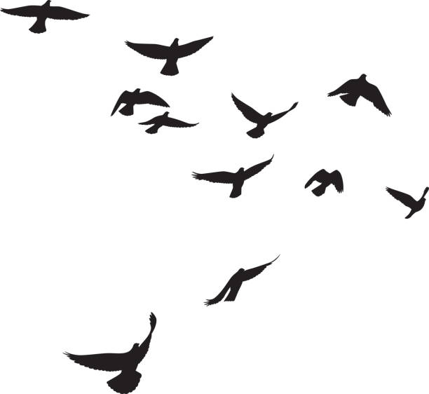 Pigeons Flying Silhouettes 4 Vector silhouettes of a group of pigeons flying. bird stock illustrations