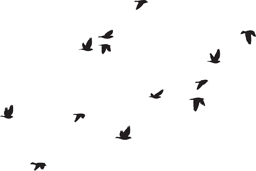 Vector silhouettes of a group of pigeons flying.