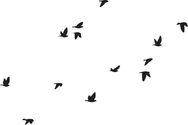 Pigeons Flying Silhouettes 6 Vector silhouettes of a group of pigeons flying. dove bird stock illustrations