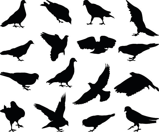 stockillustraties, clipart, cartoons en iconen met pigeons silhouette - duif