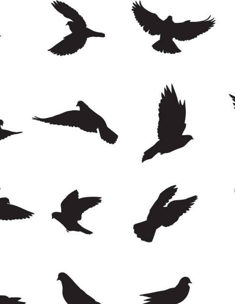 Pigeons Pigeons Silhouette dove bird stock illustrations