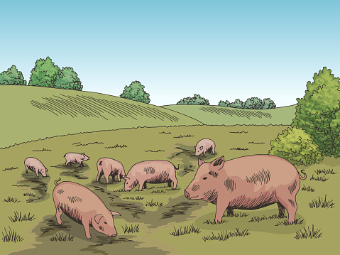 Pigs feeding grass on the hill graphic color sketch illustration vector