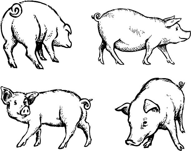 Pigs Illustration Hand drawn illustration of some pigs in a few different poses.  pig drawings stock illustrations