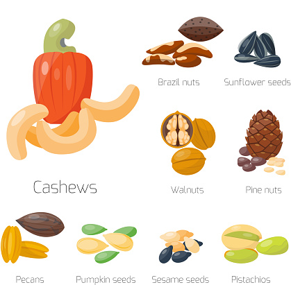 Piles of different nuts pistachio hazelnut almond peanut walnut cashew chestnut tasty seed vector illustration