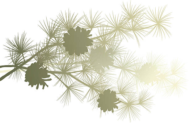 Pine branch vector art illustration