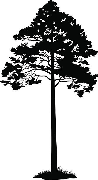 Pine Tree Black Silhouette Pine Tree and Grass Black Silhouette Isolated on White Background. Vector copse stock illustrations