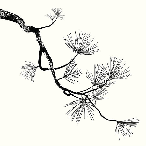 Pine Tree Branch illustration of the pine branch can be easy change to another color branch plant part stock illustrations