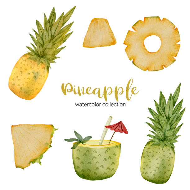 pineapple in fruit watercolor collection flat vector vector art illustration
