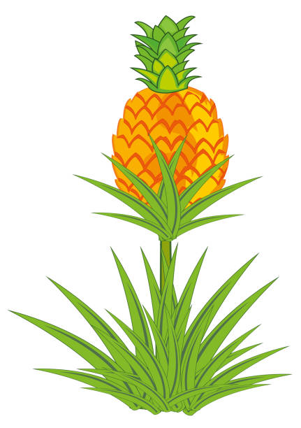 ananaspflanze mit wurzeln isoliert auf weißem hintergrund. - pineapple plantation stock-grafiken, -clipart, -cartoons und -symbole