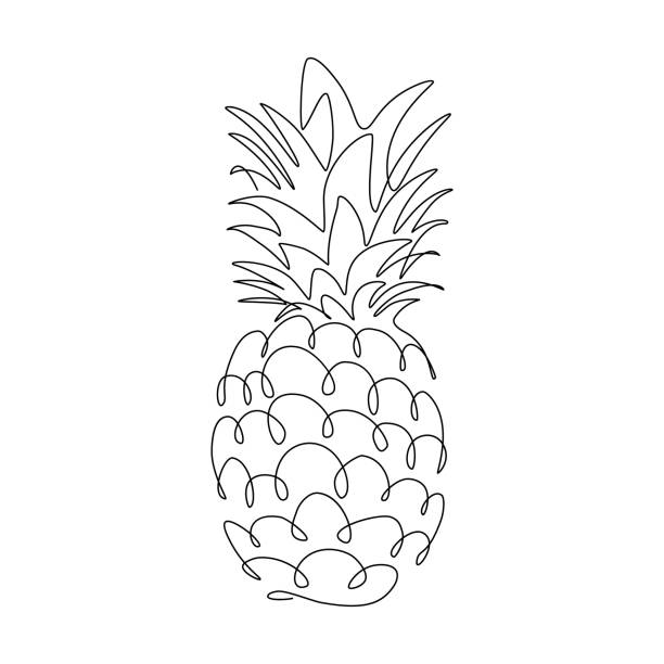 Pineapple Pineapple tropical fruit in continuous line art drawing style. Black line sketch on white background. Vector illustration pineapple stock illustrations