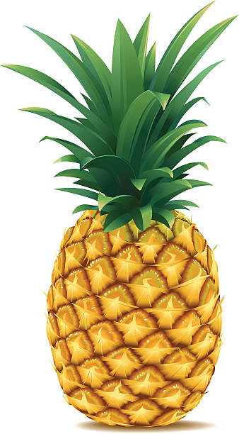 Pineapple Vector illustration of a ripe pineapple. High-res. JPG (3500 px high) and Print-PDF included. Done with simple gradients and blends. NO MESH-GRADIENTS used. pineapple stock illustrations