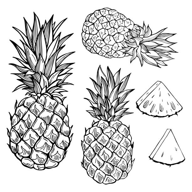 Pineapple. Vector sketch  illustration. Hand drawn fruits on white background. Pineapple. Vector sketch  illustration. pineapple stock illustrations