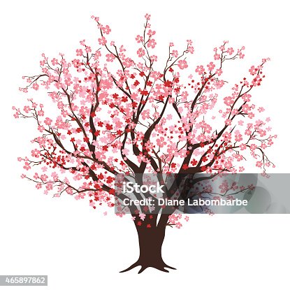 istock Pink And Red Cherry Blossom Tree In Full Bloom 465897862