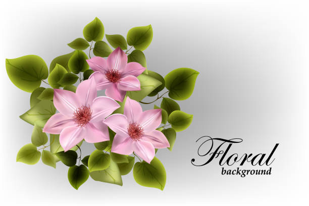 Pink bright flowers of clematis on a background of green leaves. Floral design background, postcard, template, poster. eps10 Pink bright flowers of clematis on a background of green leaves. Floral design background, postcard, template, poster. clematis stock illustrations