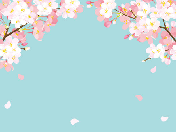 桜の花 イラスト素材 Istock