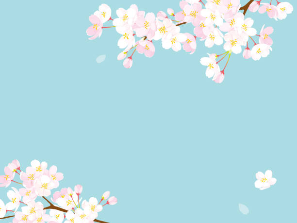 розовый цветок вишни, вектор иллюстрация - весна stock illustrations