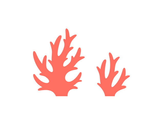 różowy koral. zestaw ikon. izolowane korale na białym tle - great barrier reef stock illustrations