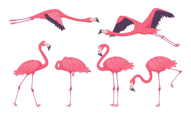 Pink Flamingo Collection Pink Flamingo collection in different poses. Isolated elements on white background. Vector illustration. flamingo stock illustrations