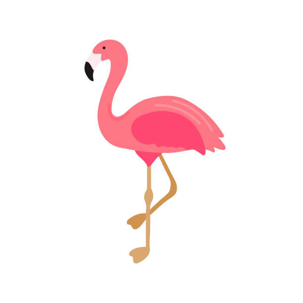 stockillustraties, clipart, cartoons en iconen met roze flamingo illustratie geïsoleerd op witte achtergrond. hand getrokken schattige flamingo. exotische tropische vogel. zomer design element voor print, t-shirt, poster, textiel, kaart. vector illustratie - flamingo