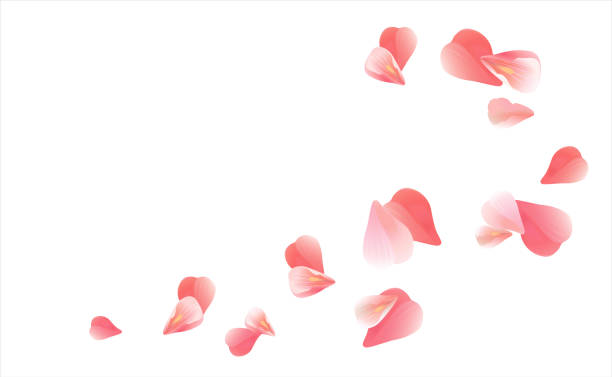 ピンクの花びらは、白い背景で隔離の飛行。ハートの形の花びら。ベクトル - 花びら点のイラスト素材／クリップアート素材／マンガ素材／アイコン素材